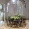 Martha Stewart Illuminated Spring Nest Cloche Martha Stewart Illuminated Spring Nest Cloche